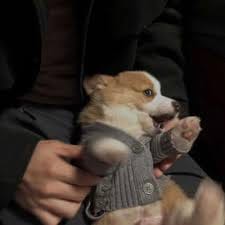 Nguyễn Thảo Nguyên avatar